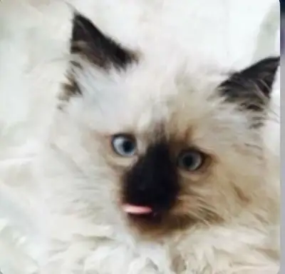 GORGEOUS BABY BICOLOR WHITEMITTED RAGDOLLS!!!!, View more