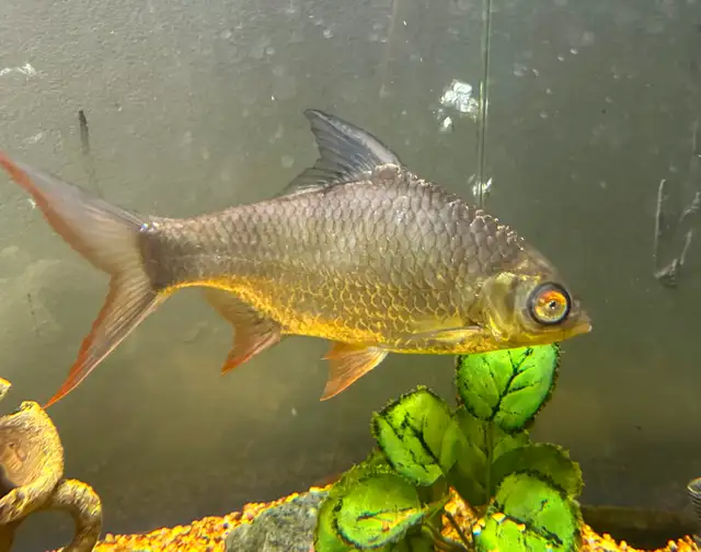 Tin foil barb 9 inches