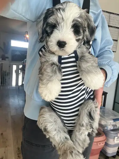 Wild Rose Sheepadoodles has 2 female Sheepadoodles available. They will be 30-35 lbs, non shedding,...