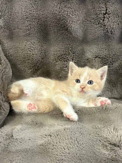 Kittens Part Ragdoll, View more