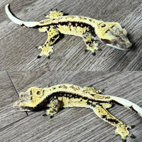 Crested Gecko Male 