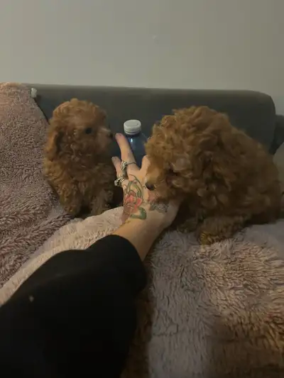 Super tiny red toy poodle puppies males - Ready, View more