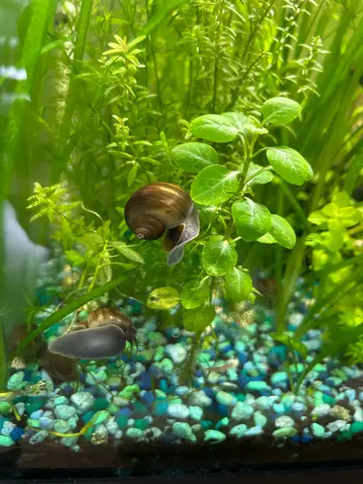 Mystery snails, View more