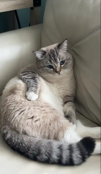 Meet stormi british and siamese mix male cat , View more