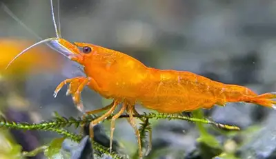 Orange Shrimp, View more