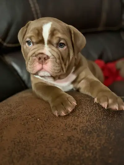 Olde English/ English Bulldog Puppies, View more