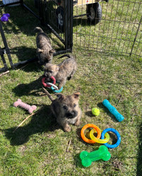***CAIRN TERRIER PUPPIES~READY FOR NEW HOMES***