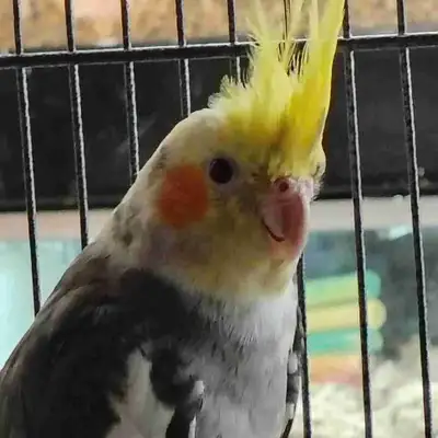 pied cockatiel, View more