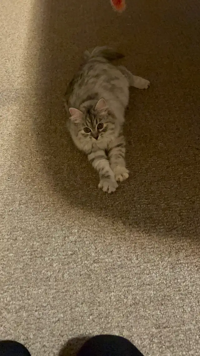 Adorable 1 year old Siberian Cat