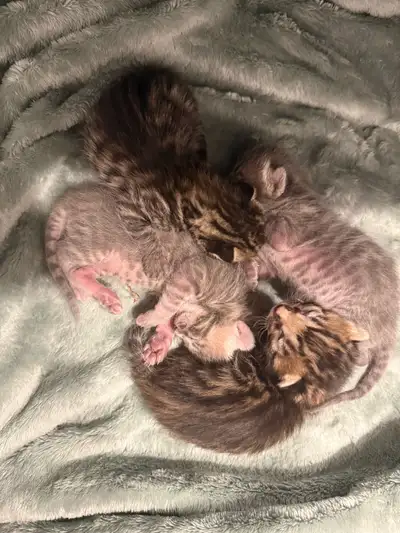 Nos quatre Petits amours né le 5 mars sont maintenant disponibles à l’adoption! Nous avons deux mâle...