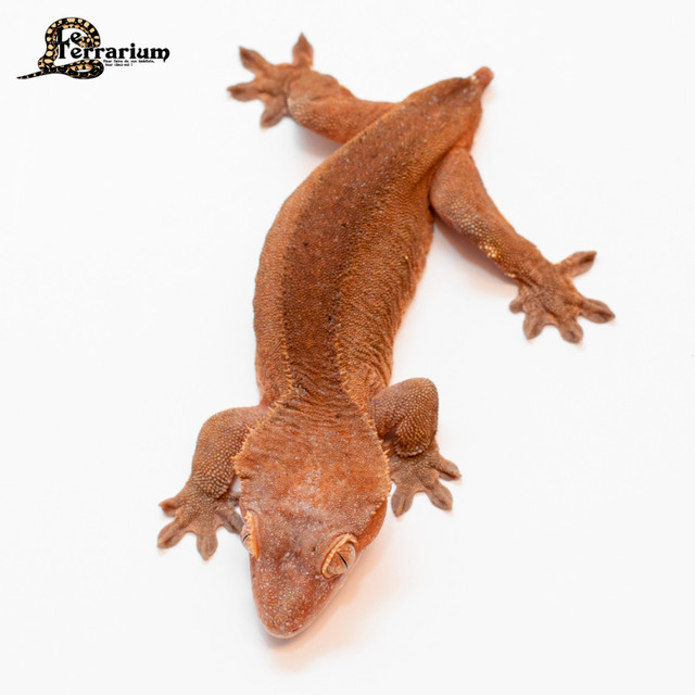 Gecko à crête - Paternless - Femelle dans Reptiles et amphibiens à adopter  à Ville de Québec - Image 2
