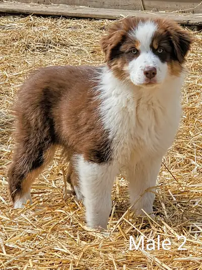 We have 3 twelve week old male Australian Shepherd puppies that are available to go to their new hom...