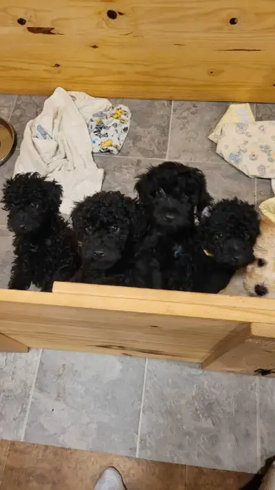 Miniature Poodle puppies, View more