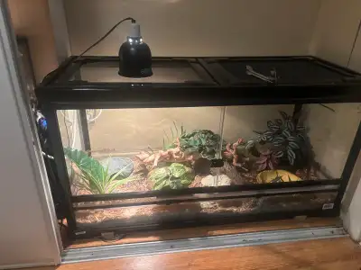 Ball python + Enclosure, View more
