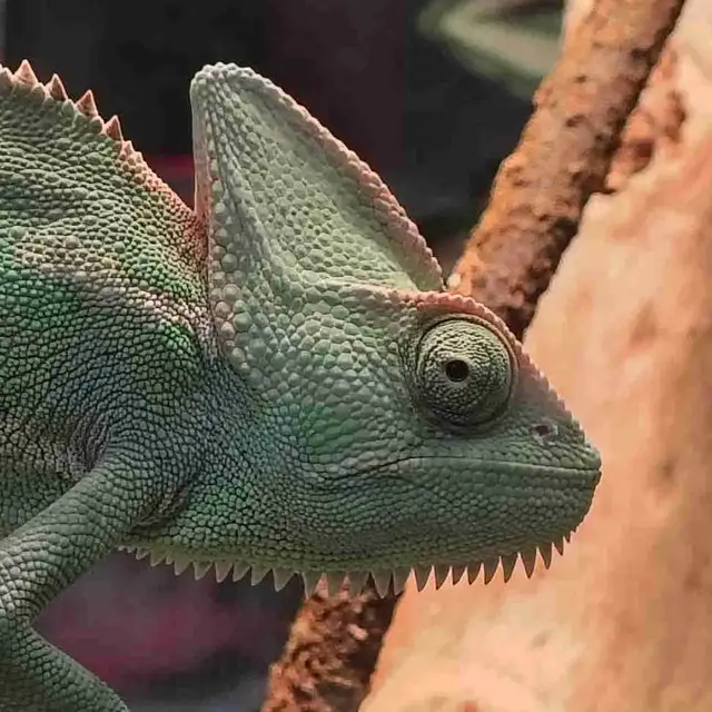 female veiled chameleon in Reptiles & Amphibians for Rehoming in Kawartha Lakes - Image 2