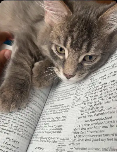 Royal kittens Best funny personalities Loves to play with toys and gets along well with other cats,...