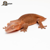 Gecko à crête - Paternless - Femelle