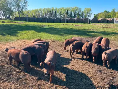 Free range pigs, View more