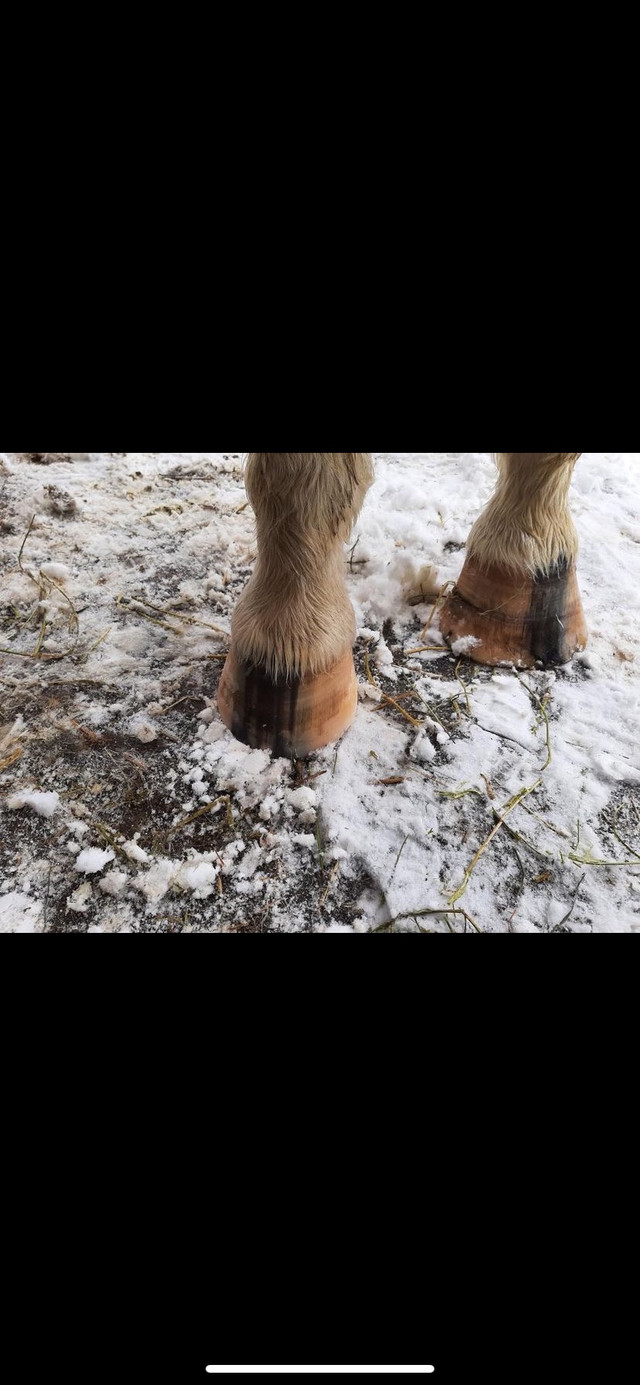 Barefoot trimming  in Equestrian & Livestock Accessories in Belleville