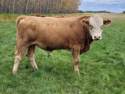 Tan white face, red and tan bulls for sale. 12 to 18 months old. Birth weight 75 to 80 lbs. Good for...