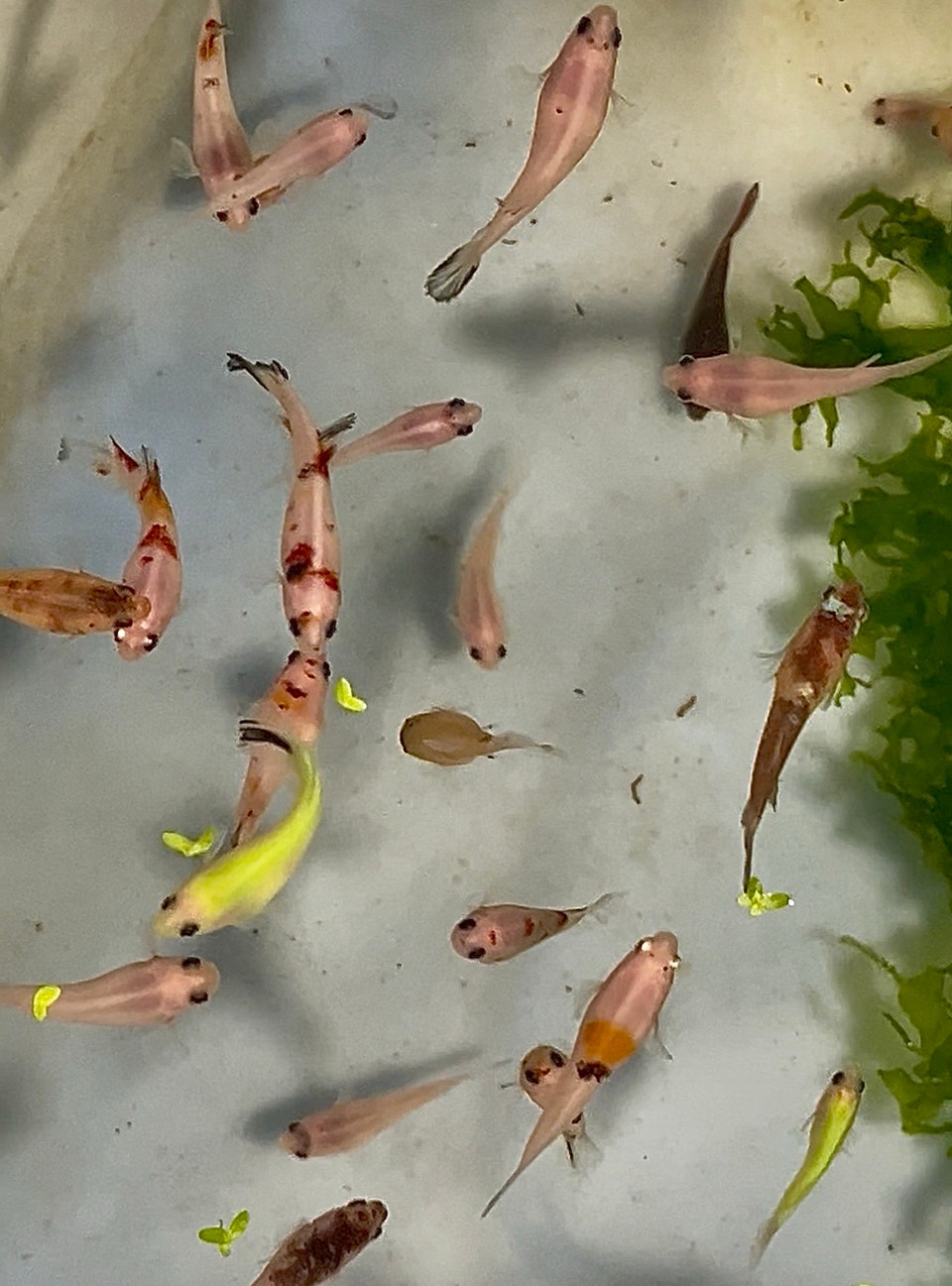 female betta fish. | Fish for Rehoming | Laval / North Shore | Free ...