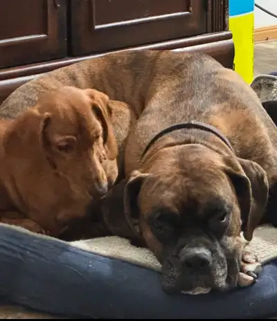 Dog Trainer with 25 years experience, View more