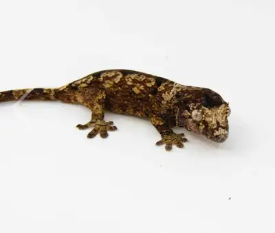USA IMPORT CHAHOUA GECKO, View more