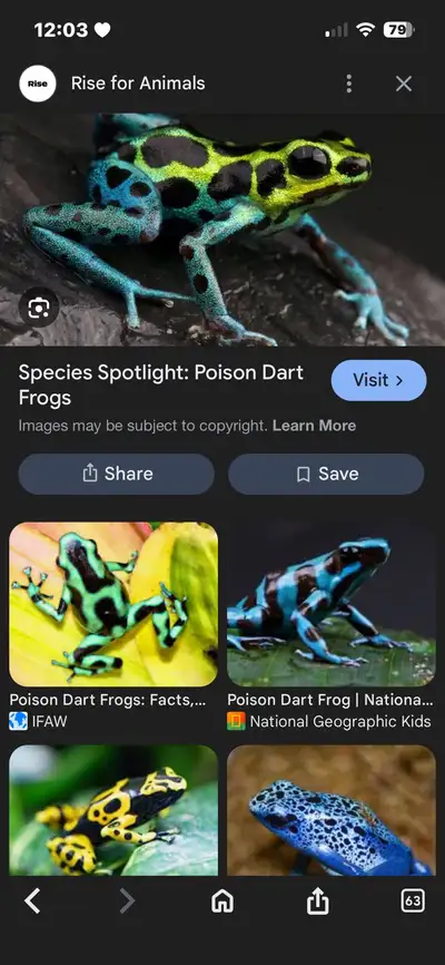 ISO: dart frog, View more