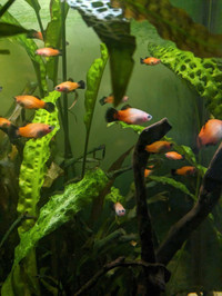 Rainbow platy for $1 *SALE* Limited time
