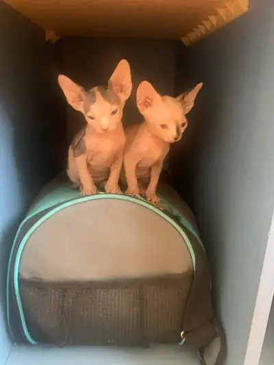 Sphinx Kittens for Adoption, View more