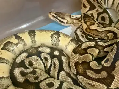 ball python pair for trade , View more