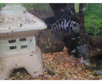 convict cichlid babies available Ready to go 3wks 0.50c for 5+