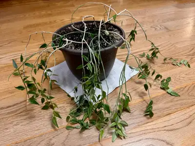 PLANT - HOYA BELLA OR PORCELAIN FLOWER - FREE, View more