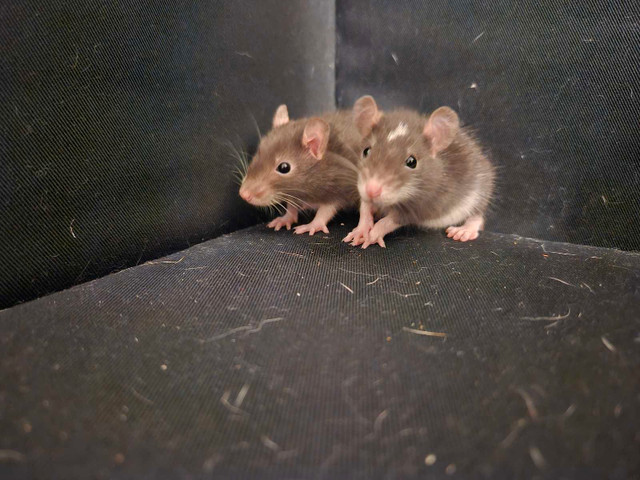 Bébés rats disponibles/Baby rats available  dans Petits animaux à adopter  à Laval/Rive Nord