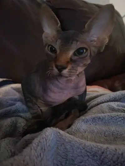 Chaton sphynx de 15 semaines pour adopter, je cherche une personne ou famille sérieuse. Elle est trè...