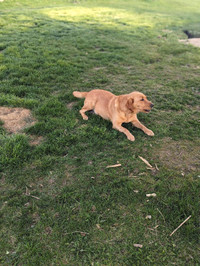 Purebred Labrador 3 years old