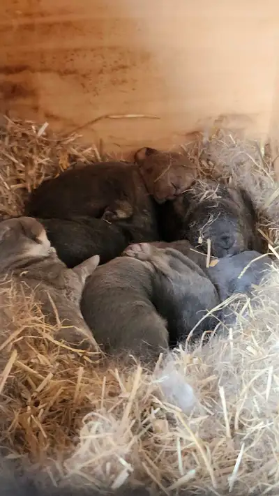 REX RABBITS FOR SALE, View more