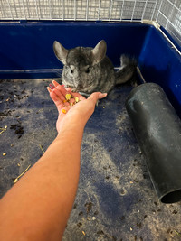 Chinchilla is gone! He found a new home! Thanks