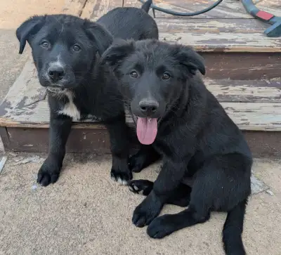 These adorable puppies are looking for their forever homes! They are playful and have beautiful blac...
