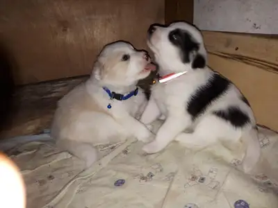 PUPPIES!, View more