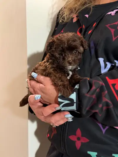 Toy Poodle/Shihpoo Puppies , View more