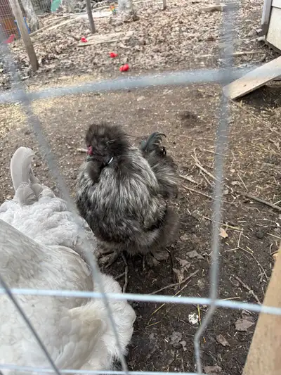 silkie rooster, View more