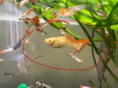 ::: 20 large size guppies for $50 :::, View more