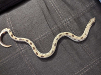 Adult Western Hognose Snakes