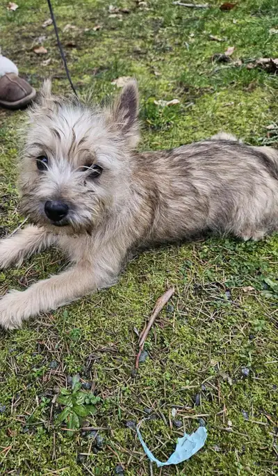 CKC REG. CAIRN TERRIER PUPPIES, View more