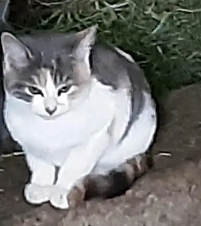 Jolis chatons, View more