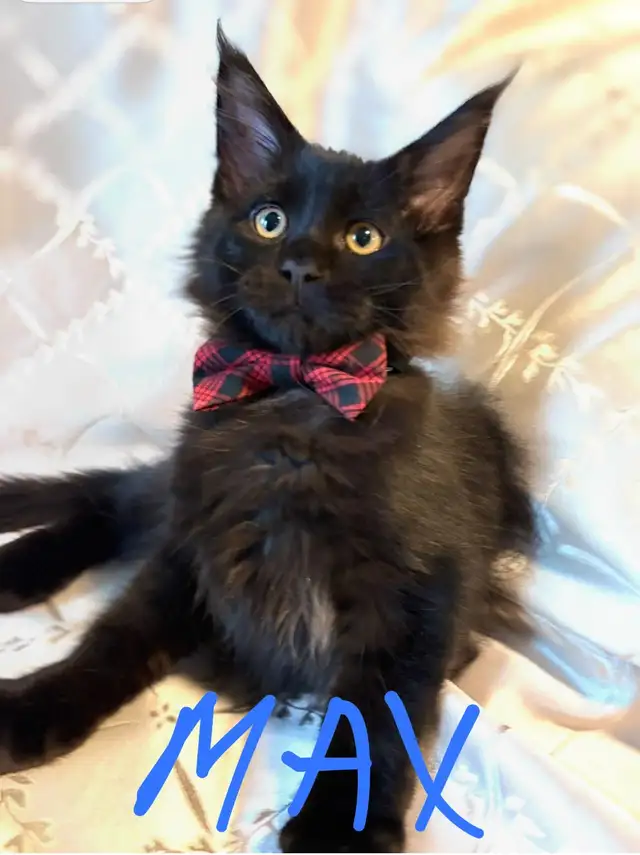 MAINE COON KITCHENS in Cats & Kittens for Rehoming in City of Montréal - Image 3
