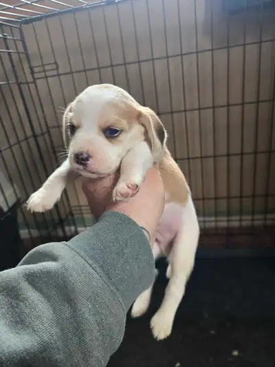 Ckc registered beagle puppies - males, View more