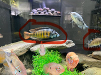 African cichlids