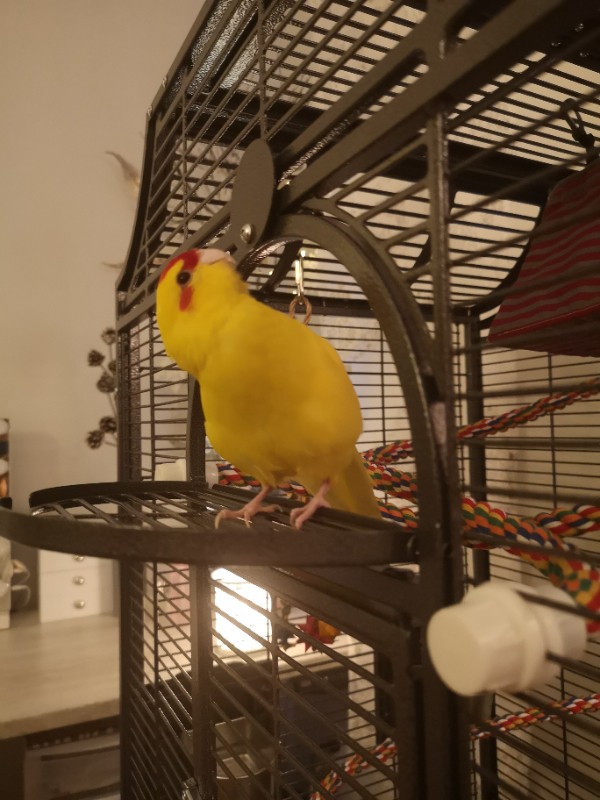 KAKARIKI avec la cage à donner dans Oiseaux à adopter  à Ville de Québec - Image 4